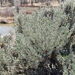 Artemisia tridentata Leaf