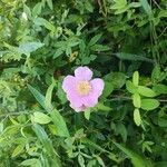 Rosa virginiana Flor