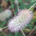 Trifolium arvense Fleur