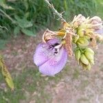 Clitoria fairchildiana Květ