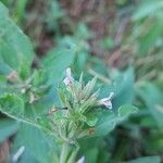 Hygrophila costata Flower