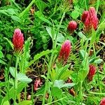 Trifolium incarnatum Habit