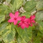 Jatropha integerrima Flower