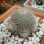 Mammillaria geminispinaBark