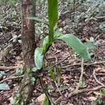 Polystachya laxiflora Leaf