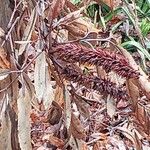 Cunonia capensis Otro