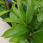 Paeonia mascula ഇല