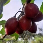 Solanum betaceum Fruit