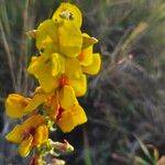 Crotalaria goodiiformis Λουλούδι
