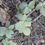 Rubus canescens Лист