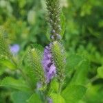 Verbena strictaKukka