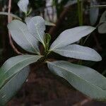 Avicennia germinans Leaf