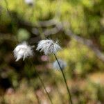 Eriophorum virginicum Flor