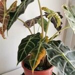 Alocasia sanderiana Frunză