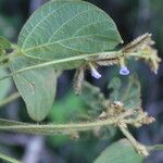 Calopogonium mucunoides Frutto