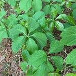 Panax quinquefolius Blad