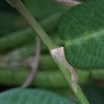 Alysicarpus vaginalis Bark