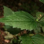 Campanula trachelium Лист