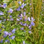 Echium vulgareফুল