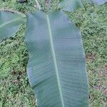 Musa acuminataপাতা