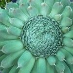Orostachys spinosa Hoja