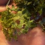 Lemna trisulca Hoja