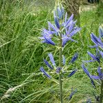 Camassia quamash 花