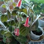 Kohleria amabilis Blomst