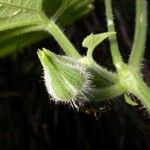 Polyclathra cucumerina Frugt