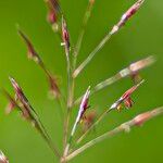 Chrysopogon aciculatus Blomst