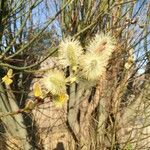 Salix caprea Virág