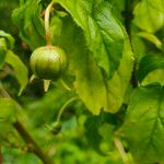 Centropogon cornutus Fruit