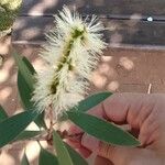 Melaleuca quinquenervia Blüte