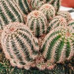 Echinocereus pectinatus Leaf