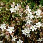 Sedum hirsutum Flower