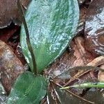 Disperis humblotii Hoja