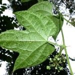 Sechium pittieri Altro