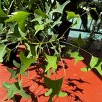 Erythrina lysistemon Leaf