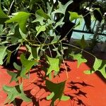 Erythrina lysistemon Blad