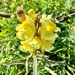Linaria vulgaris ᱵᱟᱦᱟ