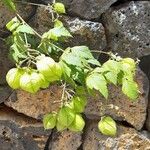 Cardiospermum grandiflorum Fruit