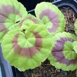 Pelargonium zonale Blatt