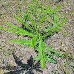 Sesbania herbacea Leaf