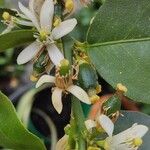 Citrus × latifolia Flower
