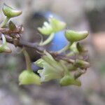 Polystachya concreta Flower