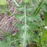 Sonchus asper Leaf