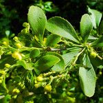 Berberis amurensis Blüte