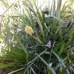 Carex caryophyllea Virág