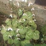 Saxifraga stolonifera Blad