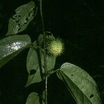 Ayenia byttnerioides Fruit